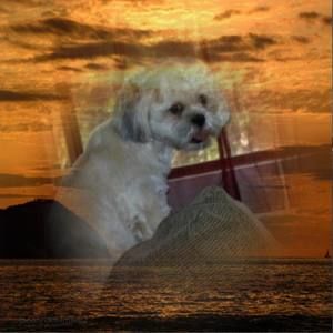 Meet your Posher, Vivian